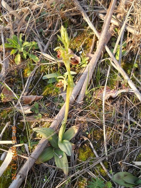 Ophrys sphegodes